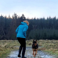 Walk this way professional dog training Carrickfergus County Antrim work young dog trained