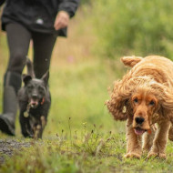 Walk this way professional dog training Carrickfergus County Antrim spaniel terrier on walk action shot